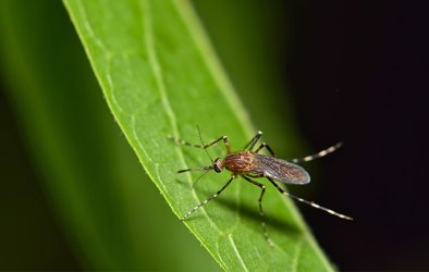 Die Mücke Eine Fliege sitzt auf einem grünen Blatt.