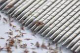 Macro of lice and eggs removing by standless lice comb. Macro of lice and eggs removing by standless lice comb.