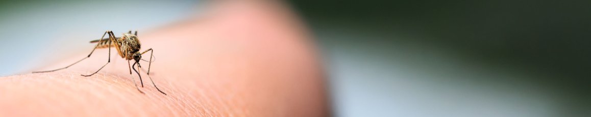 nasty insect mosquito sitting on her hand and drinks the blood of the pierced skin nasty insect mosquito sitting on her hand and drinks the blood of the pierced skin